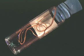 Image for little worm like things in pool