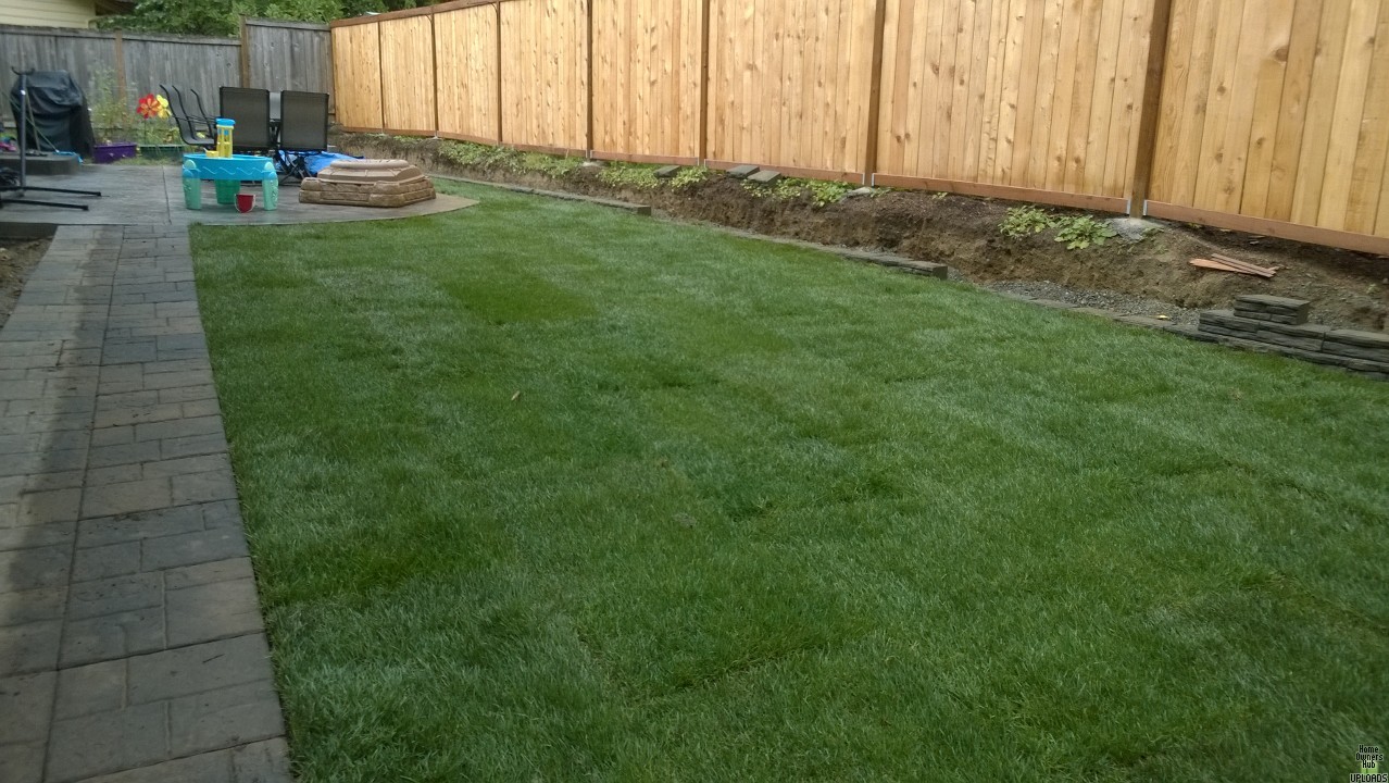 Image for Is this sod completely dead? Any hope?