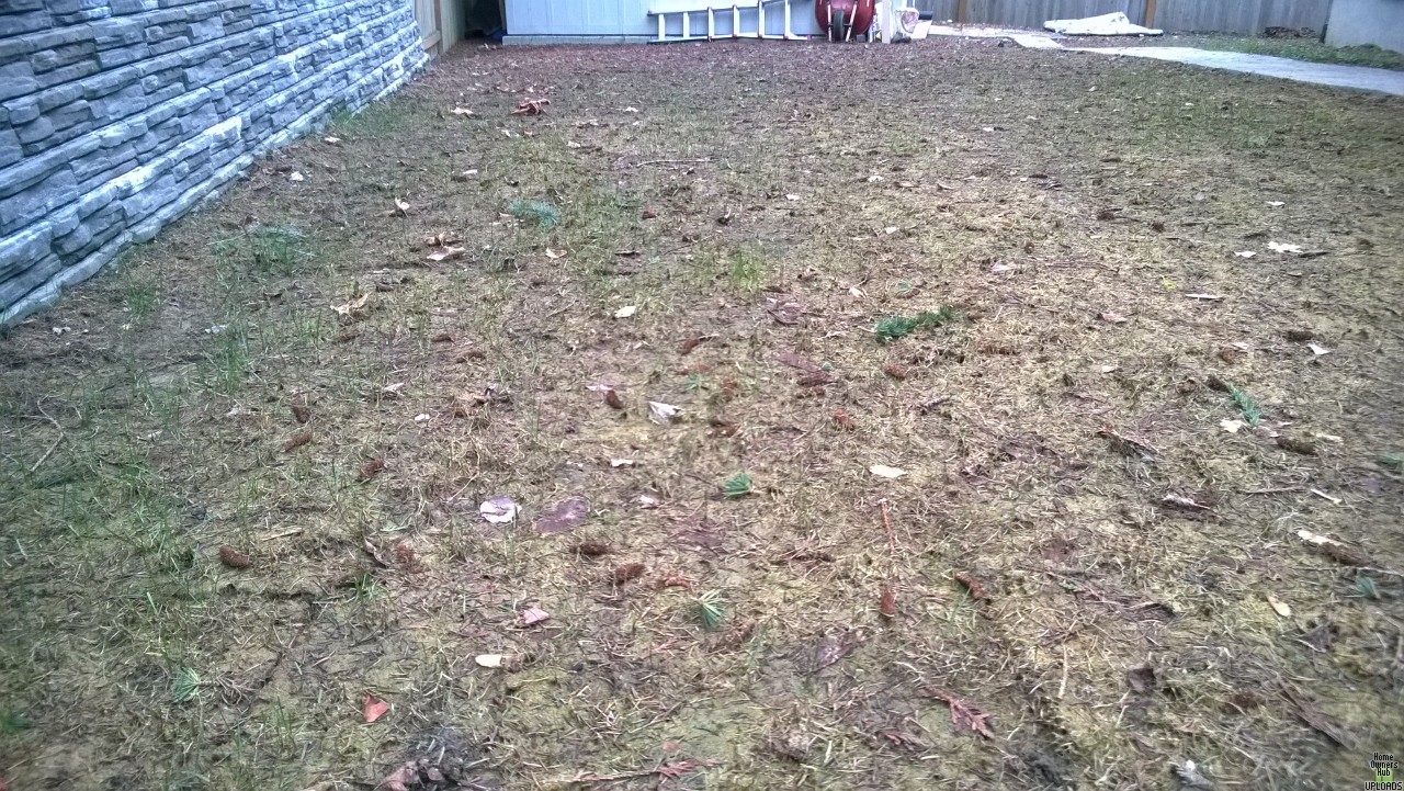 Image for Is this sod completely dead? Any hope?