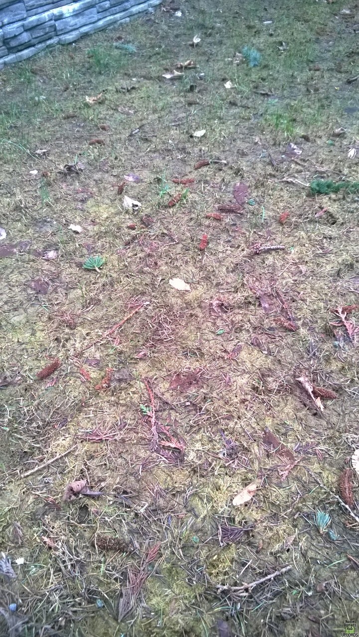 Image for Is this sod completely dead? Any hope?