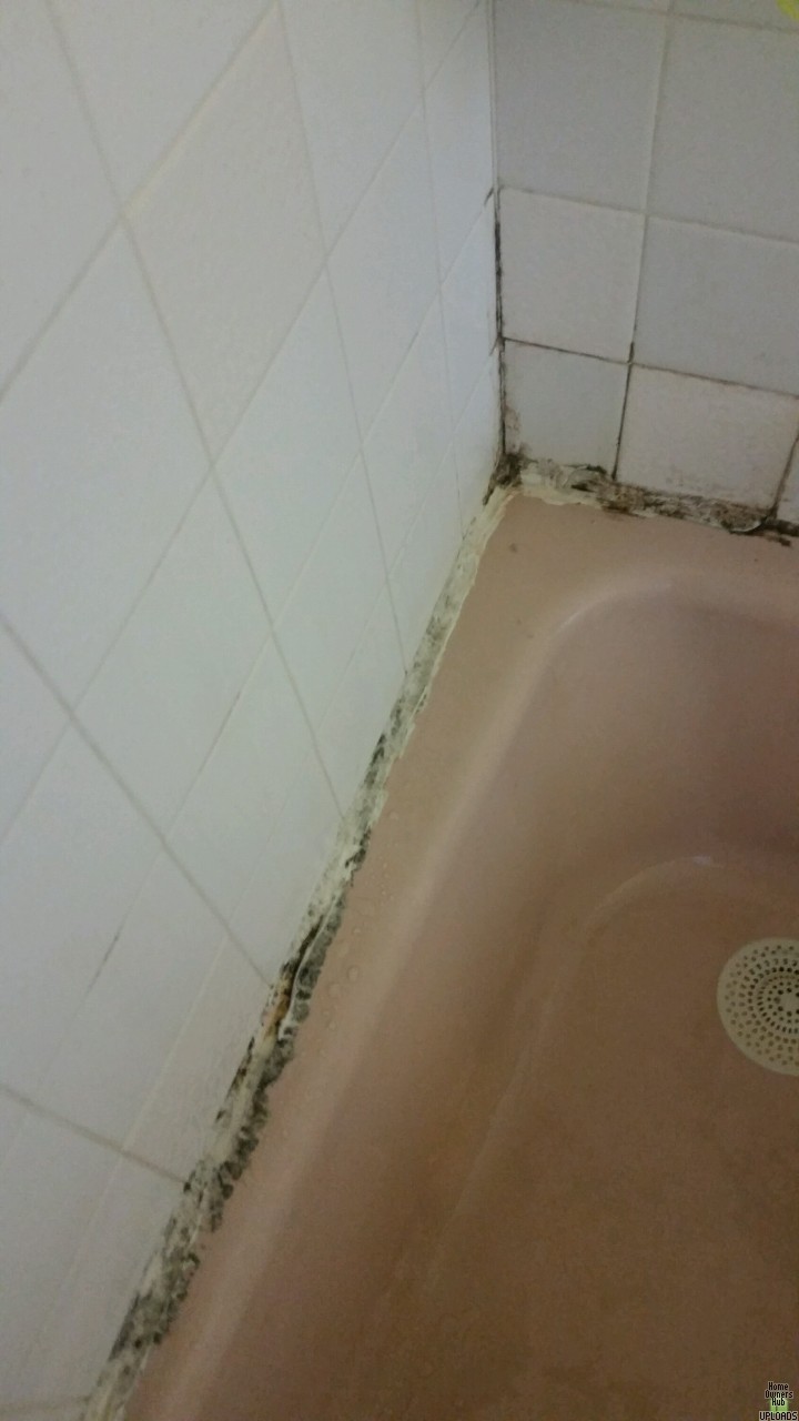Image for Does this look like mold? Does it look dangerous?