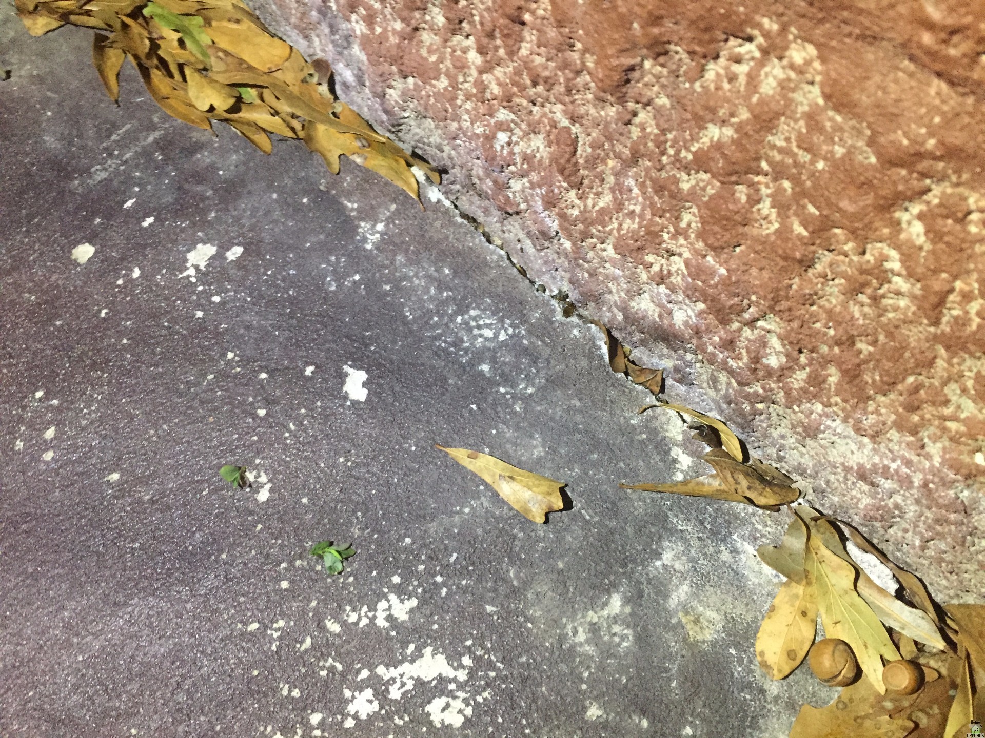 Image for Dead animal smell coming from crack in cement