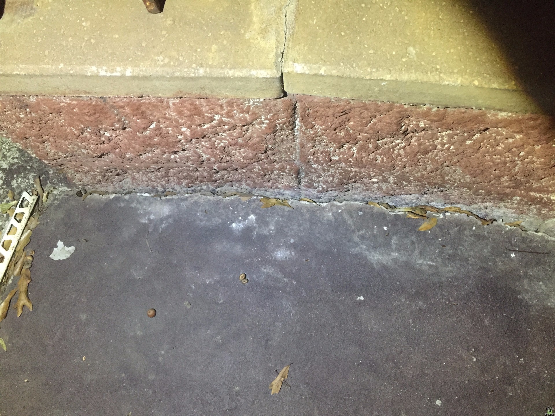 Image for Dead animal smell coming from crack in cement
