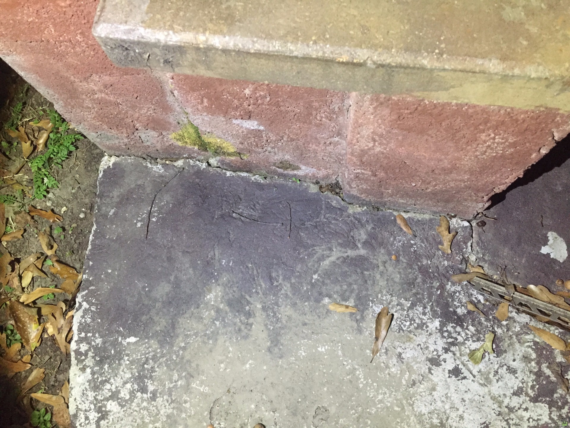 Image for Dead animal smell coming from crack in cement
