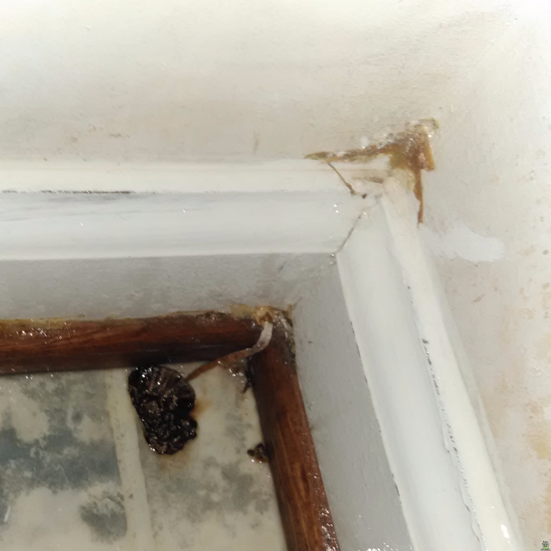 Image for Worm like thing growing from my wall