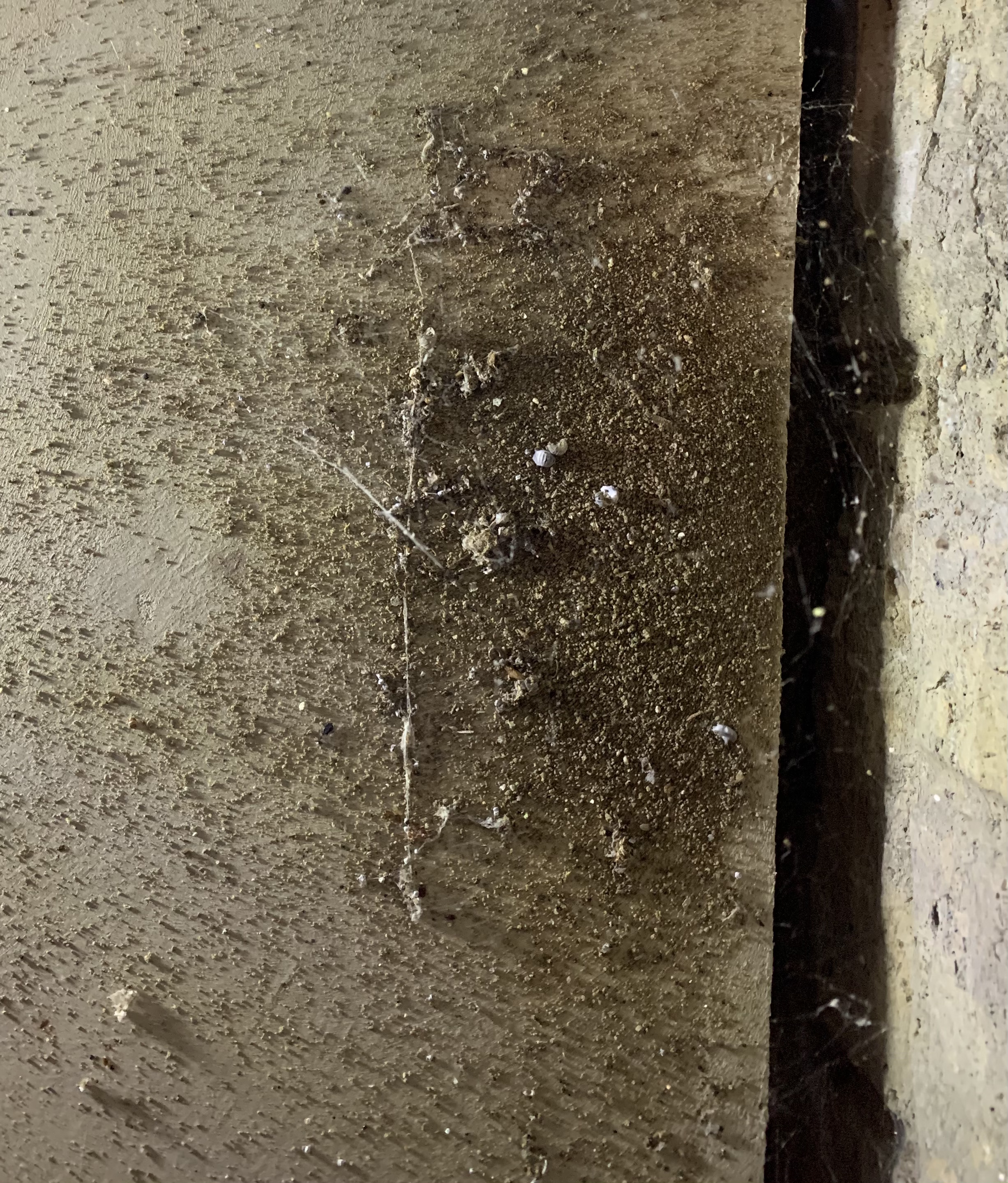 Image for Ant? Terminates? Other? Sand like substance