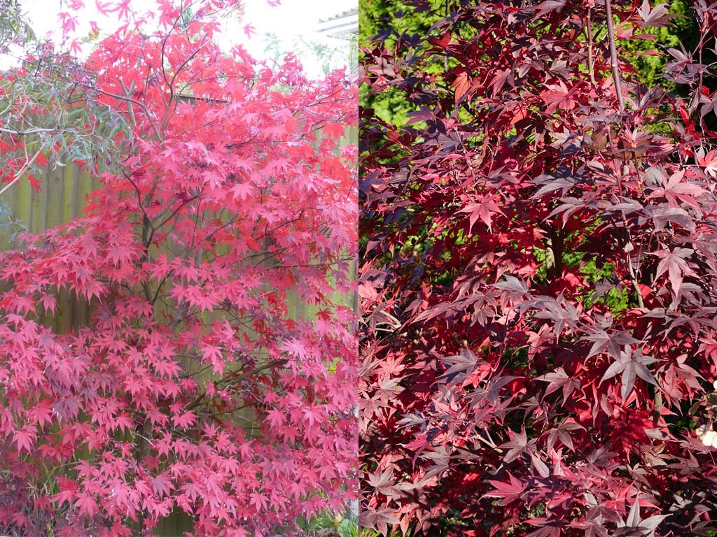 Image for fireglow vs bloodgood japanese maple