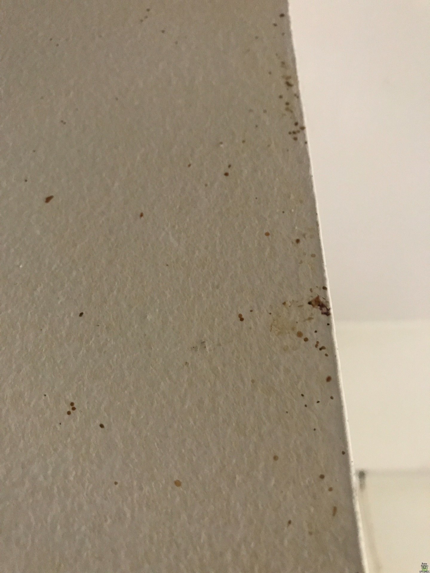 Image for small dark yellow-reddish spots on edges of walls and door frames
