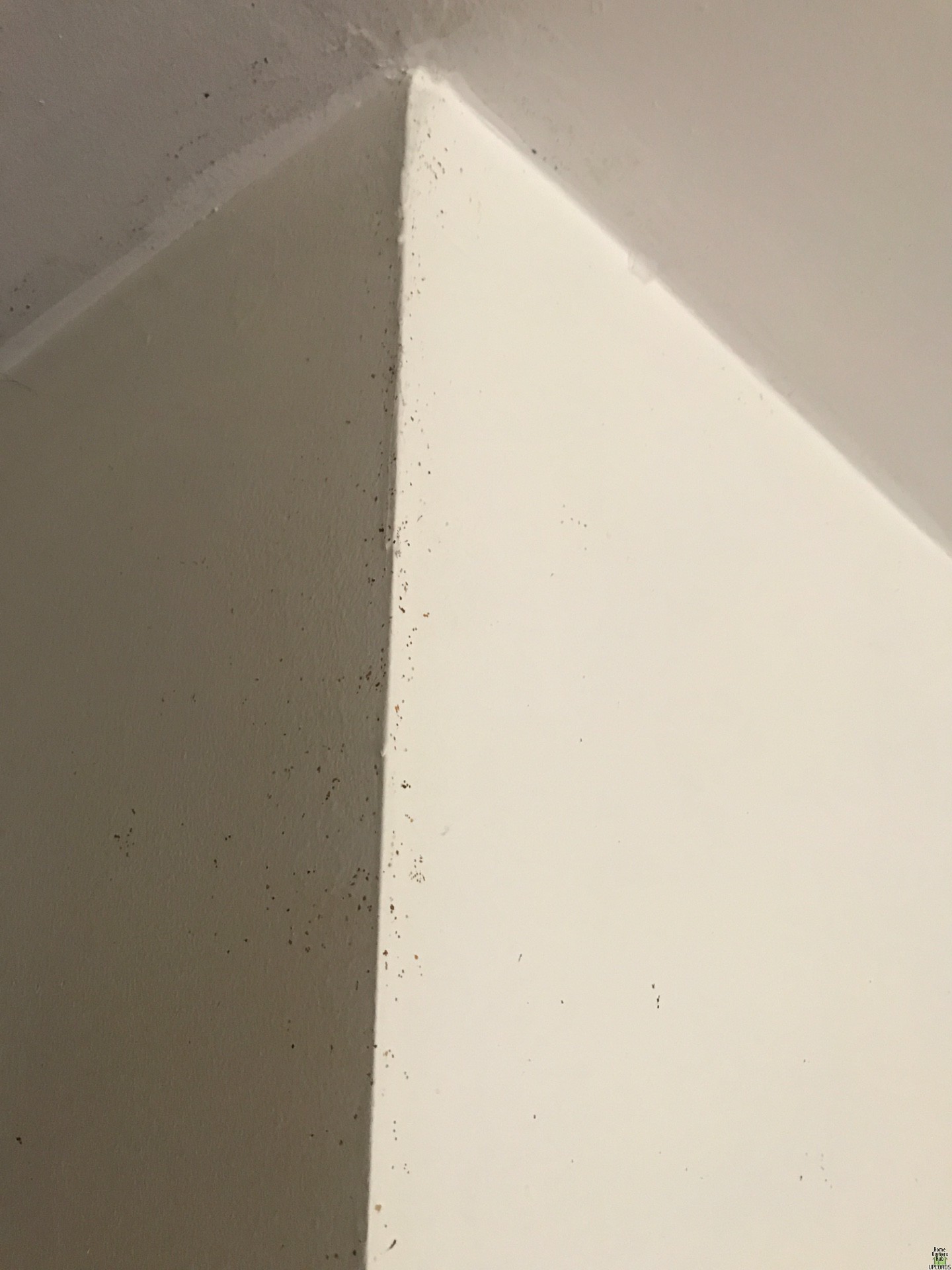 Image for small dark yellow-reddish spots on edges of walls and door frames