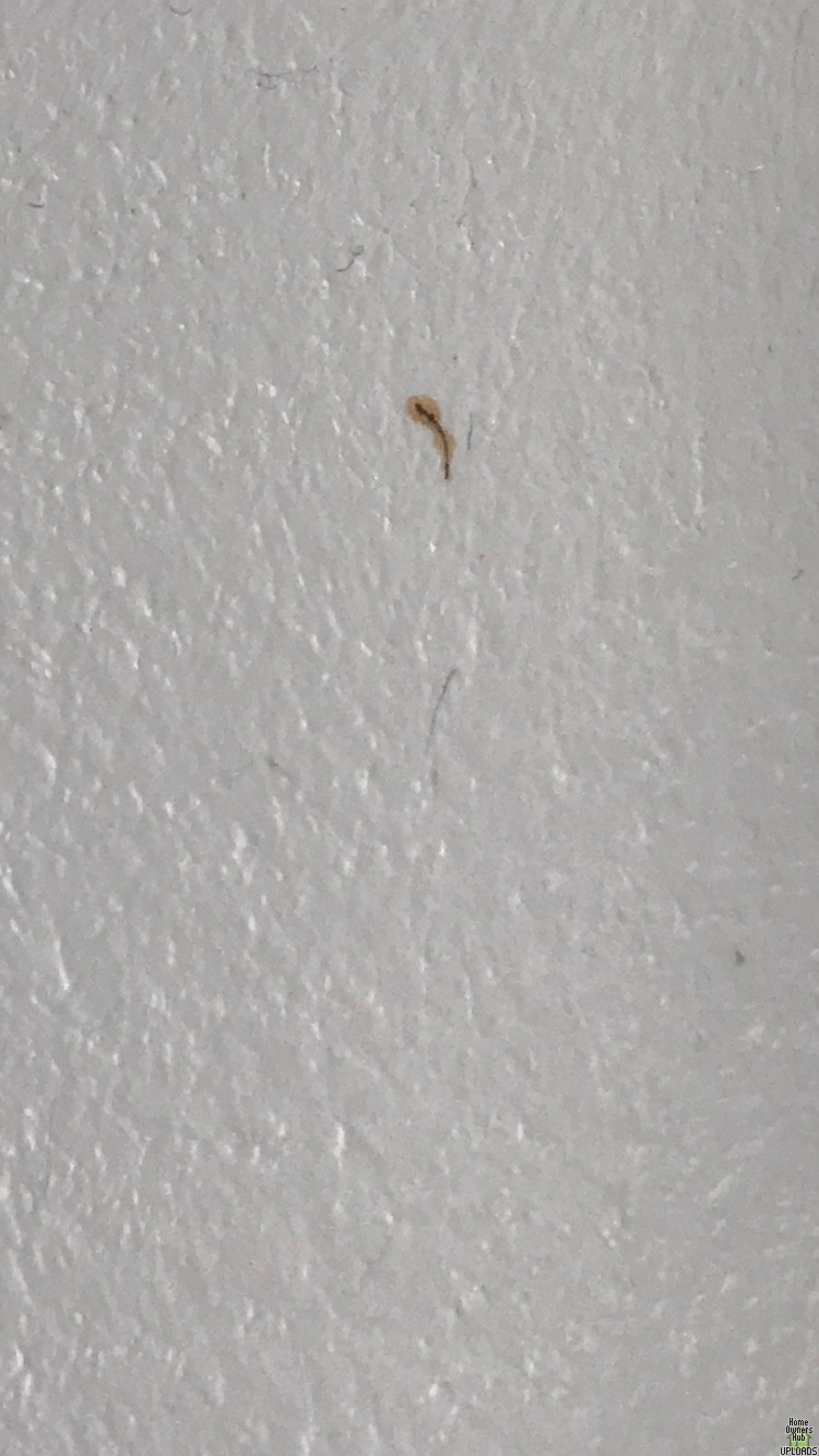 Image for Brown marks appearing on bathroom ceiling and wall (2023 Update)