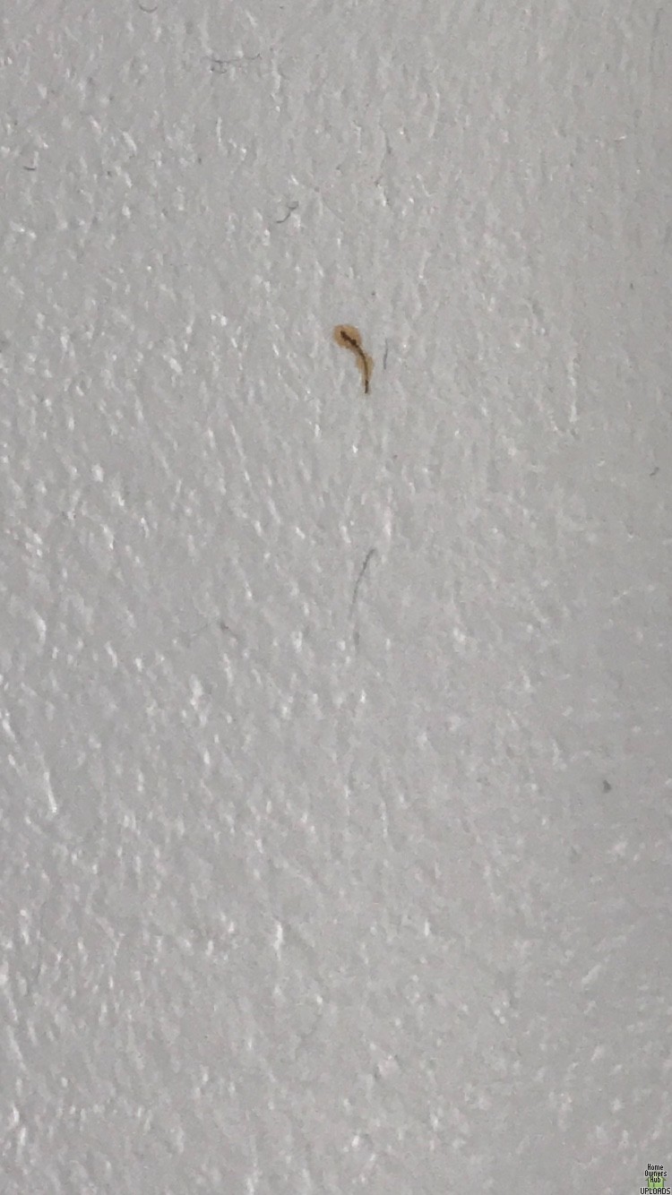 Image for Brown marks appearing on bathroom ceiling and wall