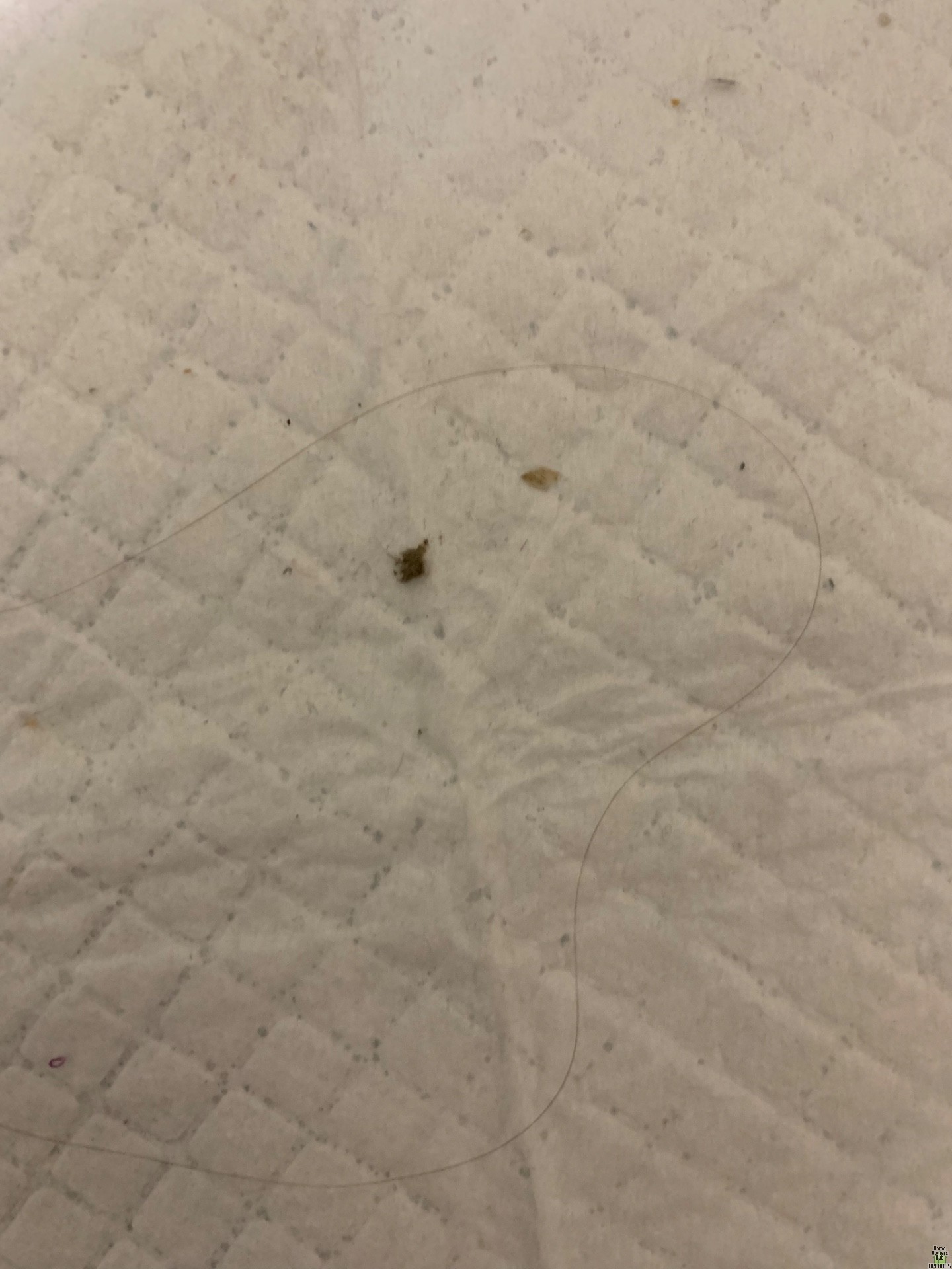 Image for Brown and black stuff all over floors and bites me