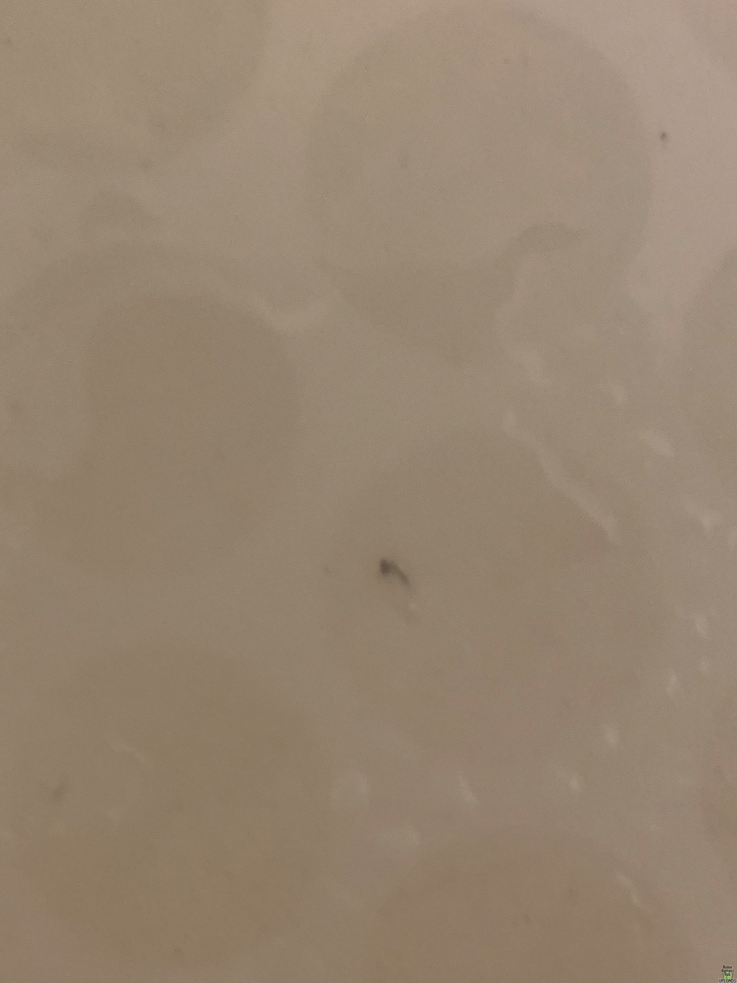 Image for Brown and black stuff all over floors and bites me