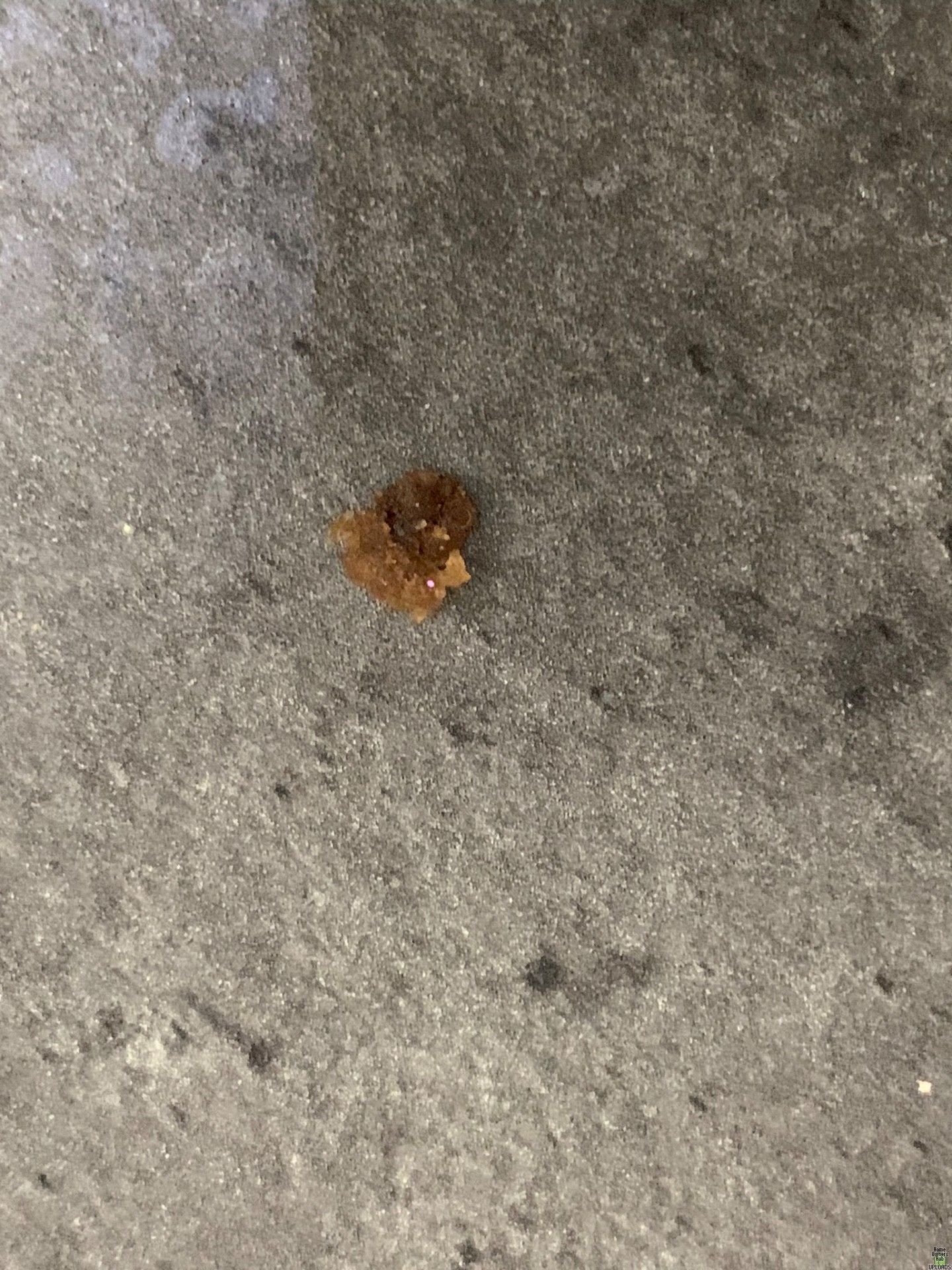 Image for Brown and black stuff all over floors and bites me