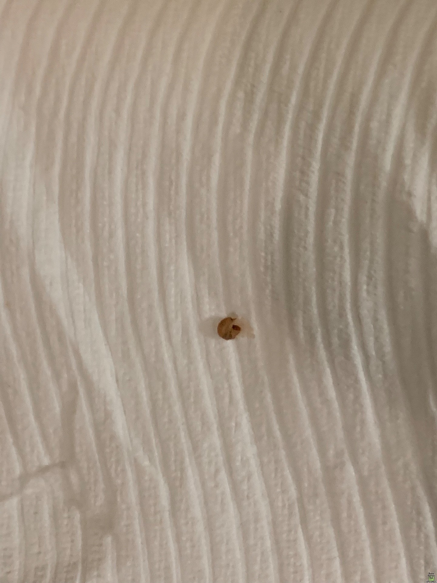 Image for Brown and black stuff all over floors and bites me