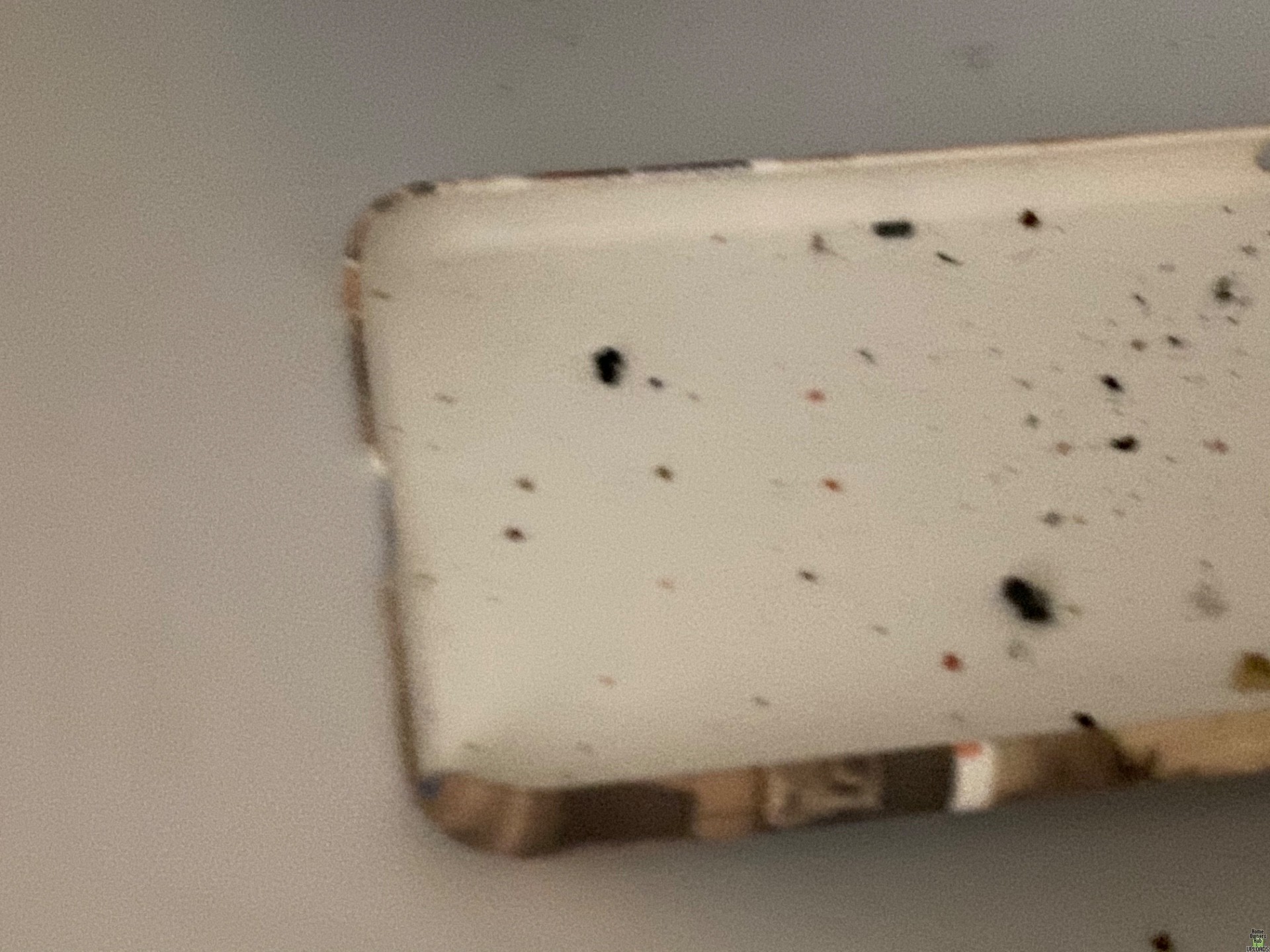 Image for Brown and black stuff all over floors and bites me
