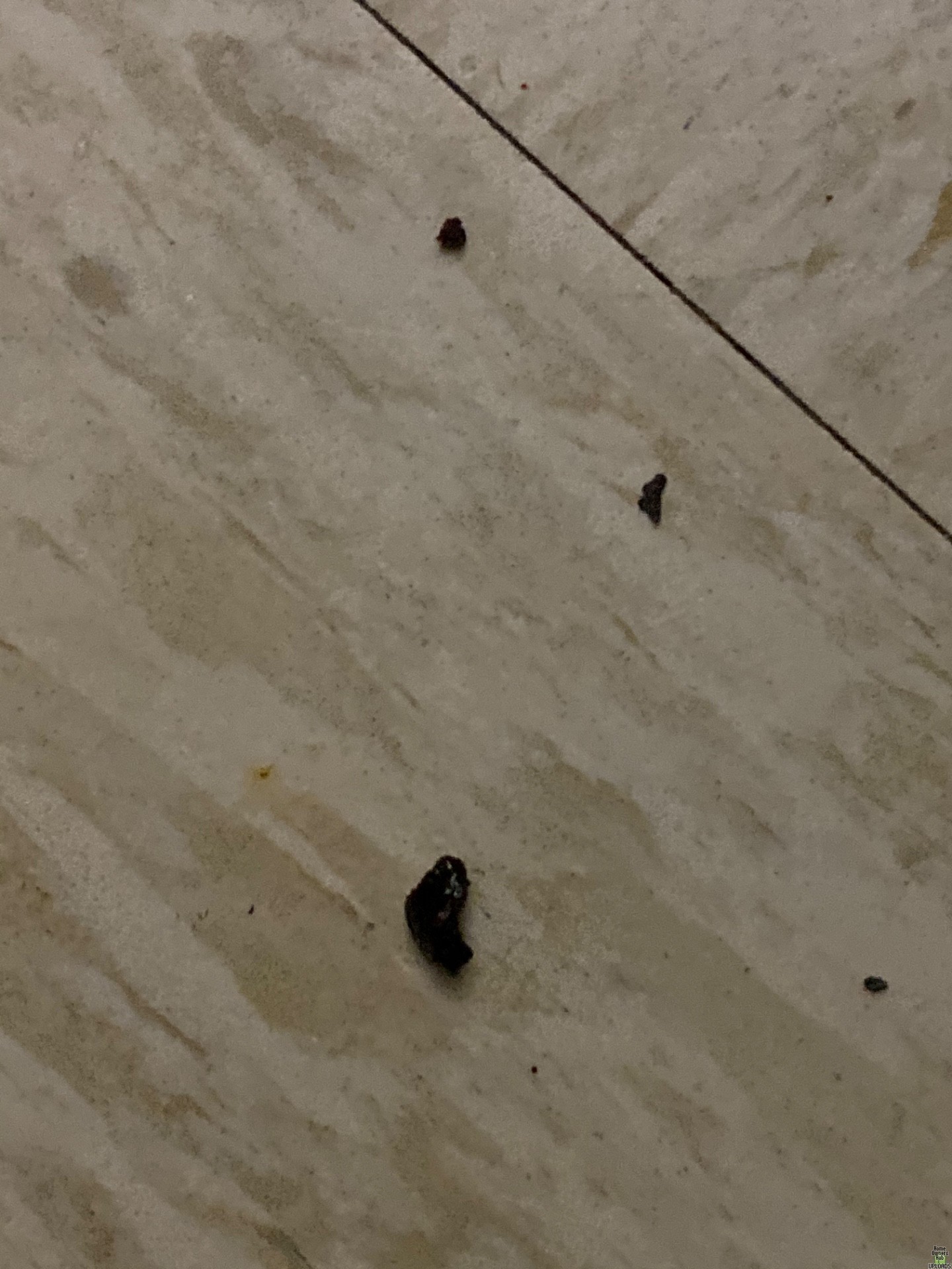 Image for Brown and black stuff all over floors and bites me
