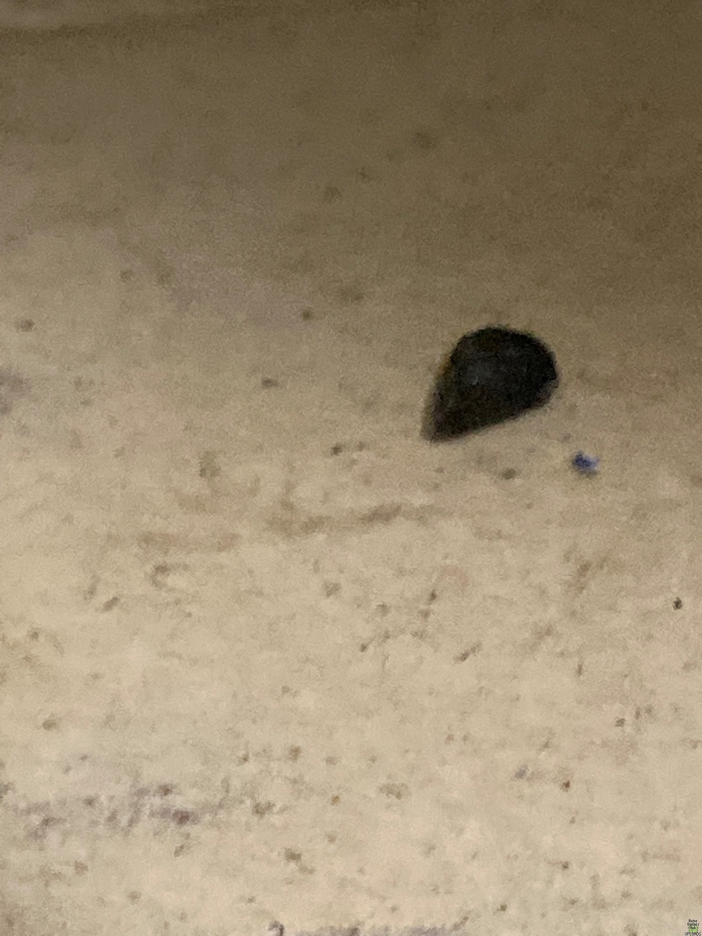 Image for Brown and black stuff all over floors and bites me