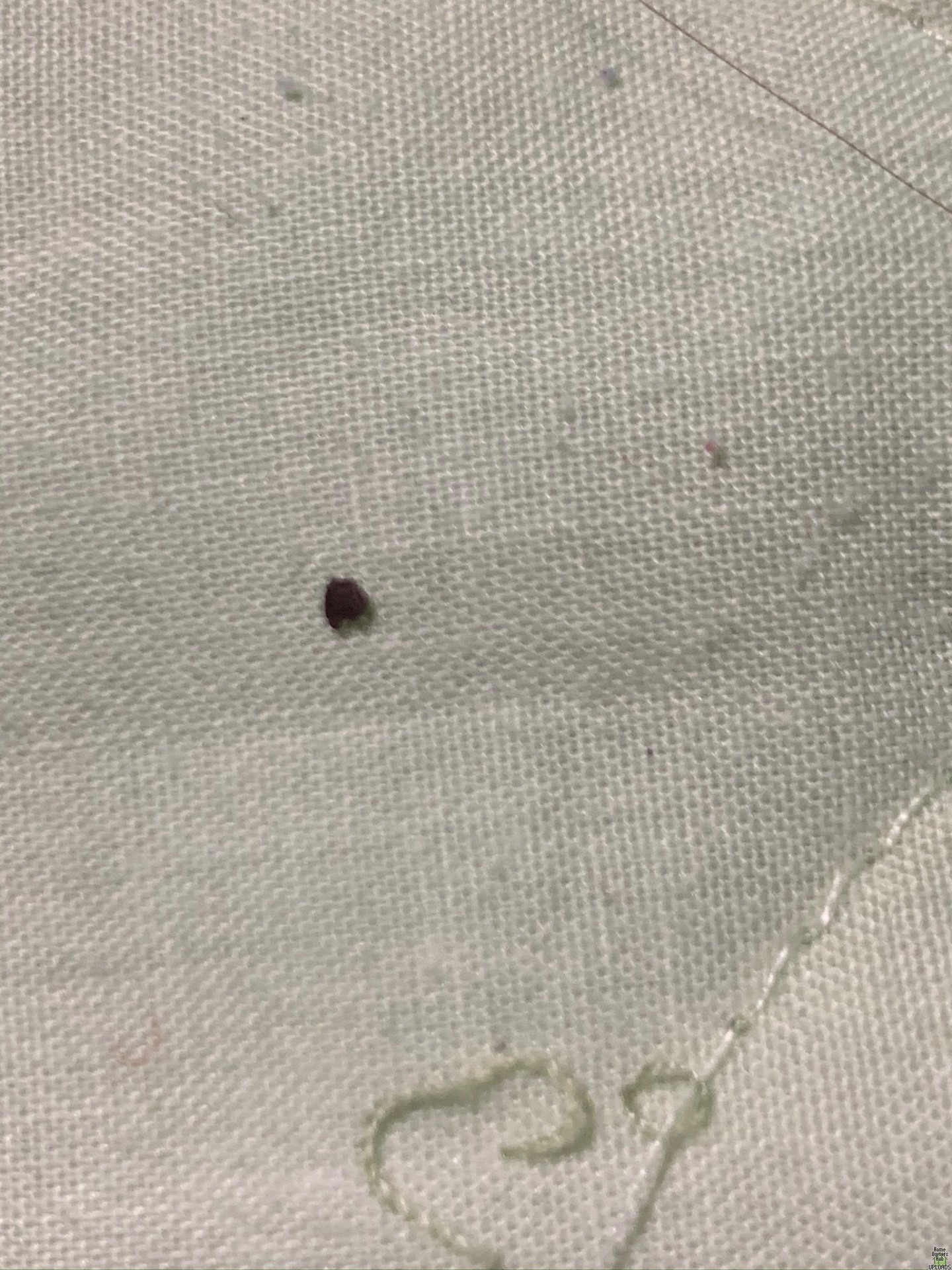 Image for Brown and black stuff all over floors and bites me