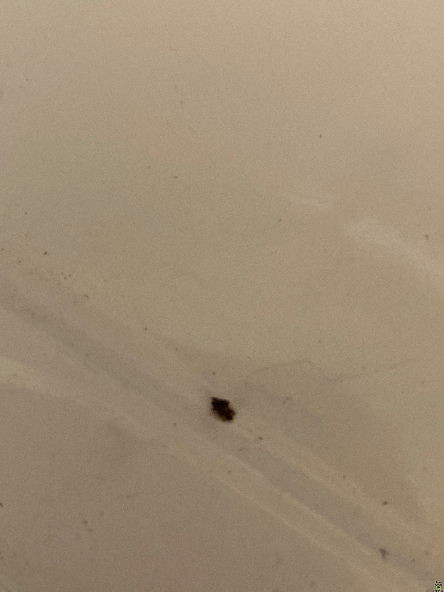 Image for Brown and black stuff all over floors and bites me