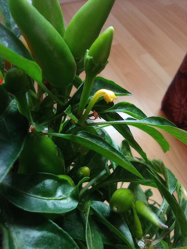 Image for Chilli pepper pollinated flowers and fruits turn yellow and fall off