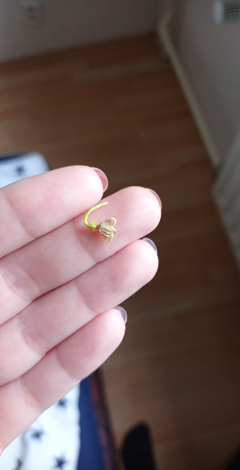 Image for Chilli pepper pollinated flowers and fruits turn yellow and fall off