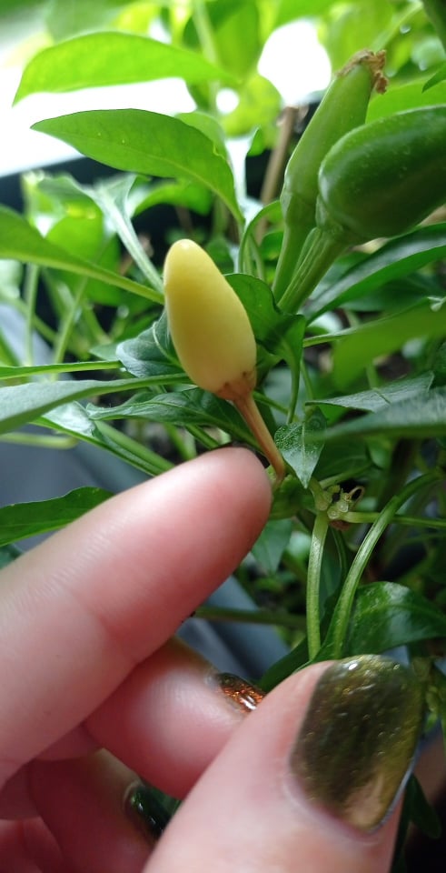 Image for Chilli pepper pollinated flowers and fruits turn yellow and fall off
