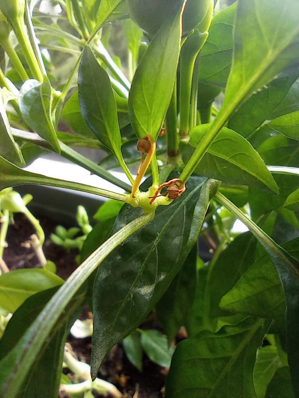 Image for Chilli pepper pollinated flowers and fruits turn yellow and fall off